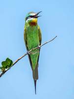 Blue-Cheeked Bee-Eater