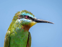 Blue-Cheeked Bee-Eater