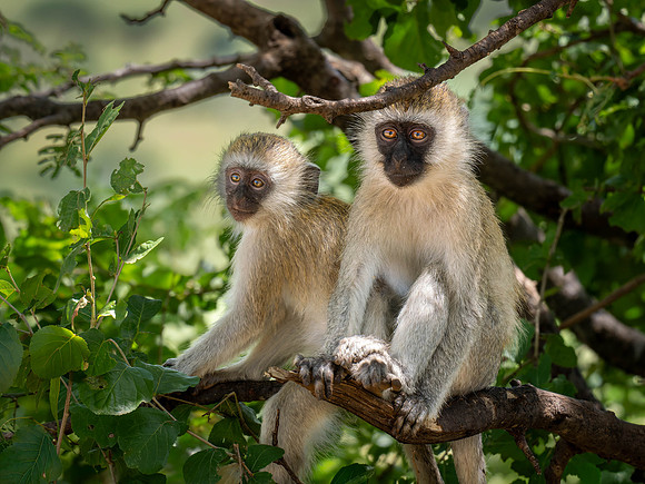 Vervet Monkeys