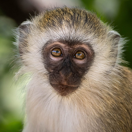 Young Vervet Monkey