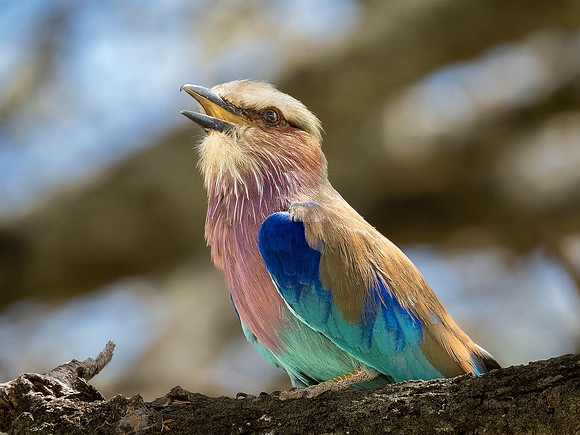 Lilac-Breasted Roller