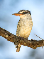Striped Kingfisher