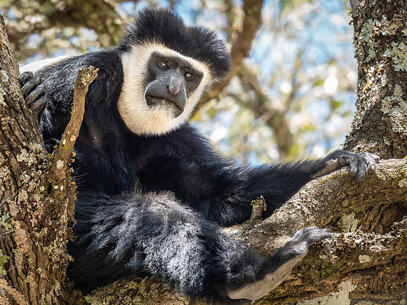 Black & White Colobus Monkey