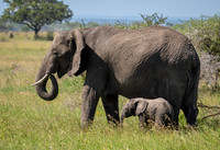Elephants
