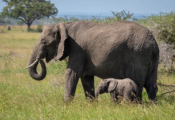 Elephants