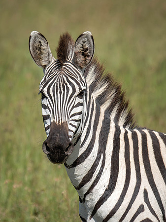 Zebra
