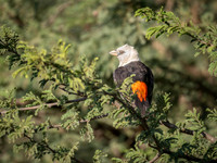 White-Headed Buffalo-Weaver