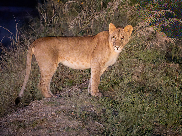 Lioness