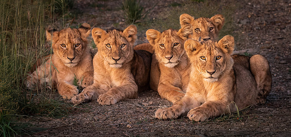 Lion Cubs at Dawn