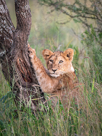 Lion Cub