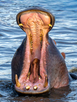 Hippopotamus