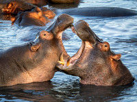 Hippopotamus