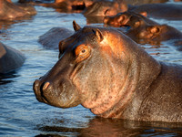 Hippopotamus