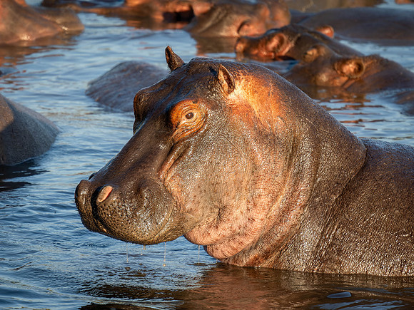 Hippopotamus