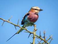 Lilac-Breasted Roller