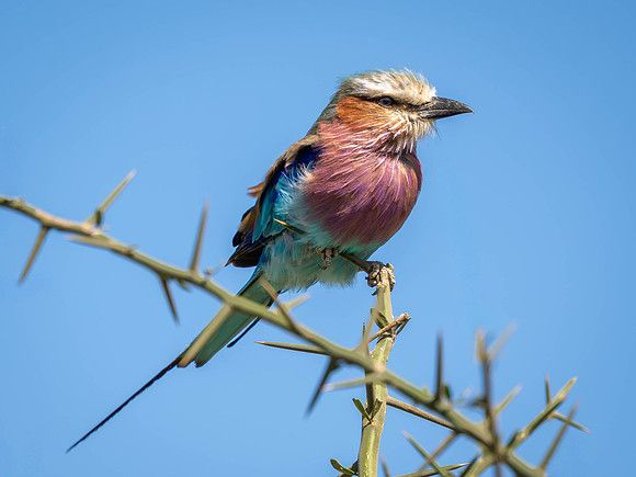 Lilac-Breasted Roller