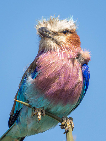 Lilac-Breasted Roller