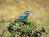 European Roller