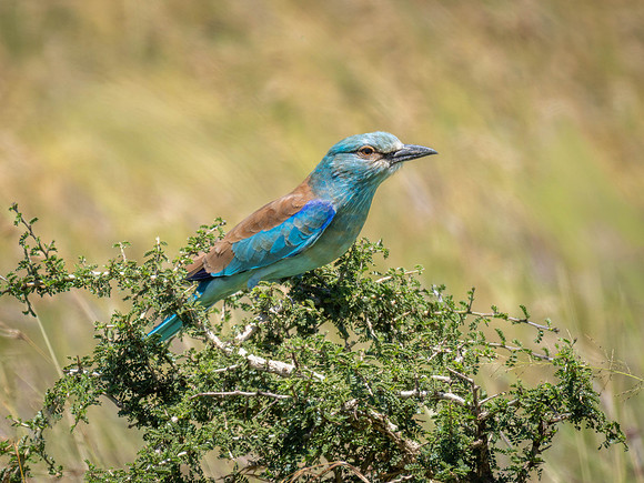 European Roller