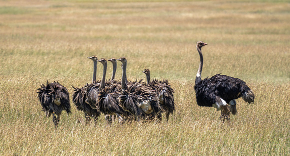 Male Ostrich with flock of females