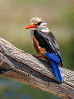 Gray-Headed Kingfisher