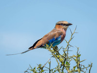 Lilac-Breasted Roller
