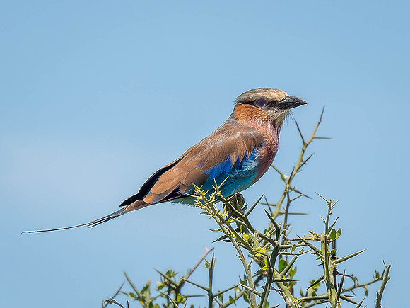 Lilac-Breasted Roller