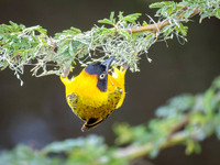 Bertram's Weaver