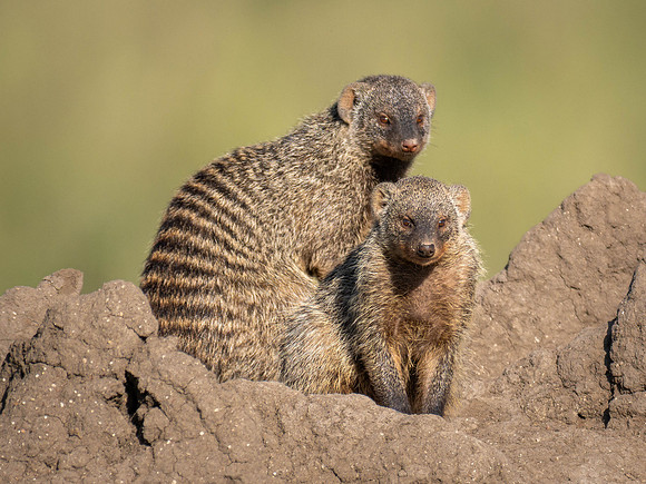 Striped Mongoose