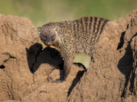 Striped Mongoose