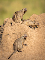 Striped Mongoose
