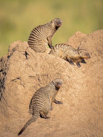 Striped Mongoose
