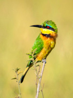 Bee Eaters