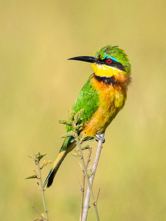 Little Bee-Eater