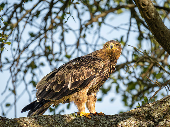 Tawney Eagle