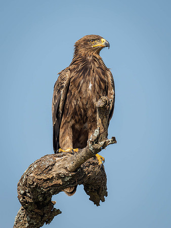 Tawney Eagle