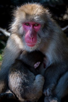 Japanese macaque