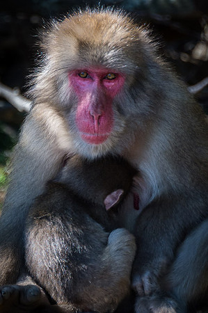 Japanese macaque