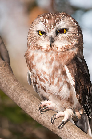 Northern Saw Whet Owl