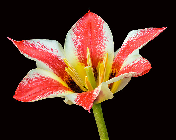 Tulip