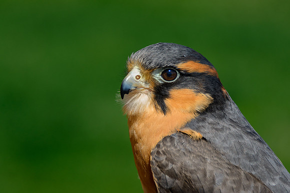 Aplomado Falcon