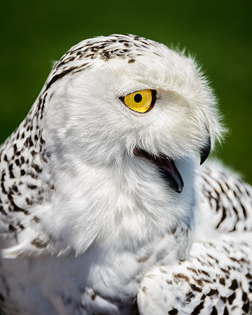 Snowy Owl