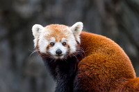 Red Panda