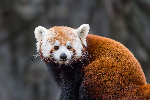 Red Panda