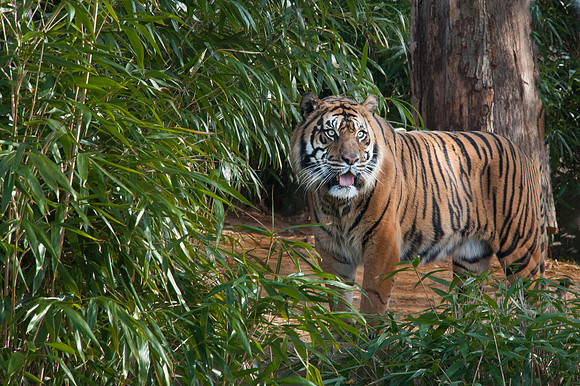 Bengal Tiger