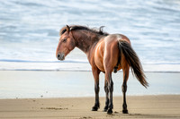OBX Wild Pony