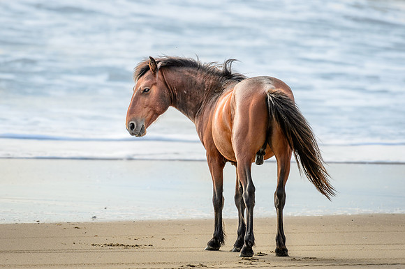 OBX Wild Pony