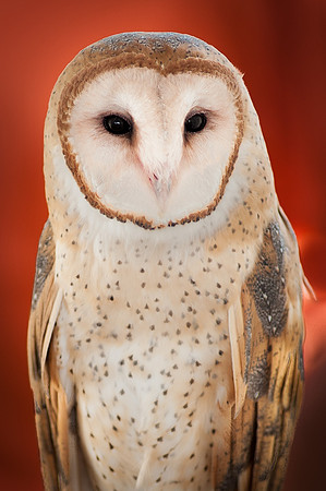 Barn Owl