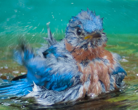 Splish Splash!