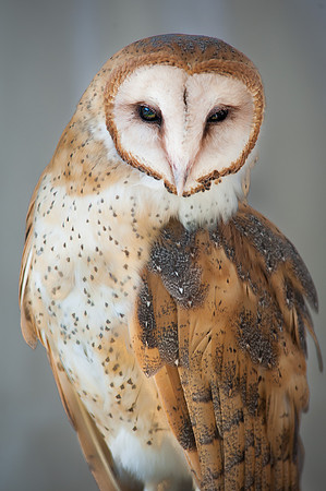 Barn Owl